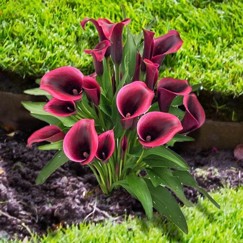 Dior calla lily - dior,